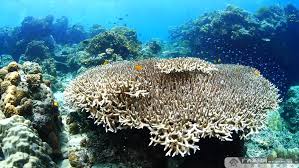 涠洲岛火山地质奇观与珊瑚礁保护